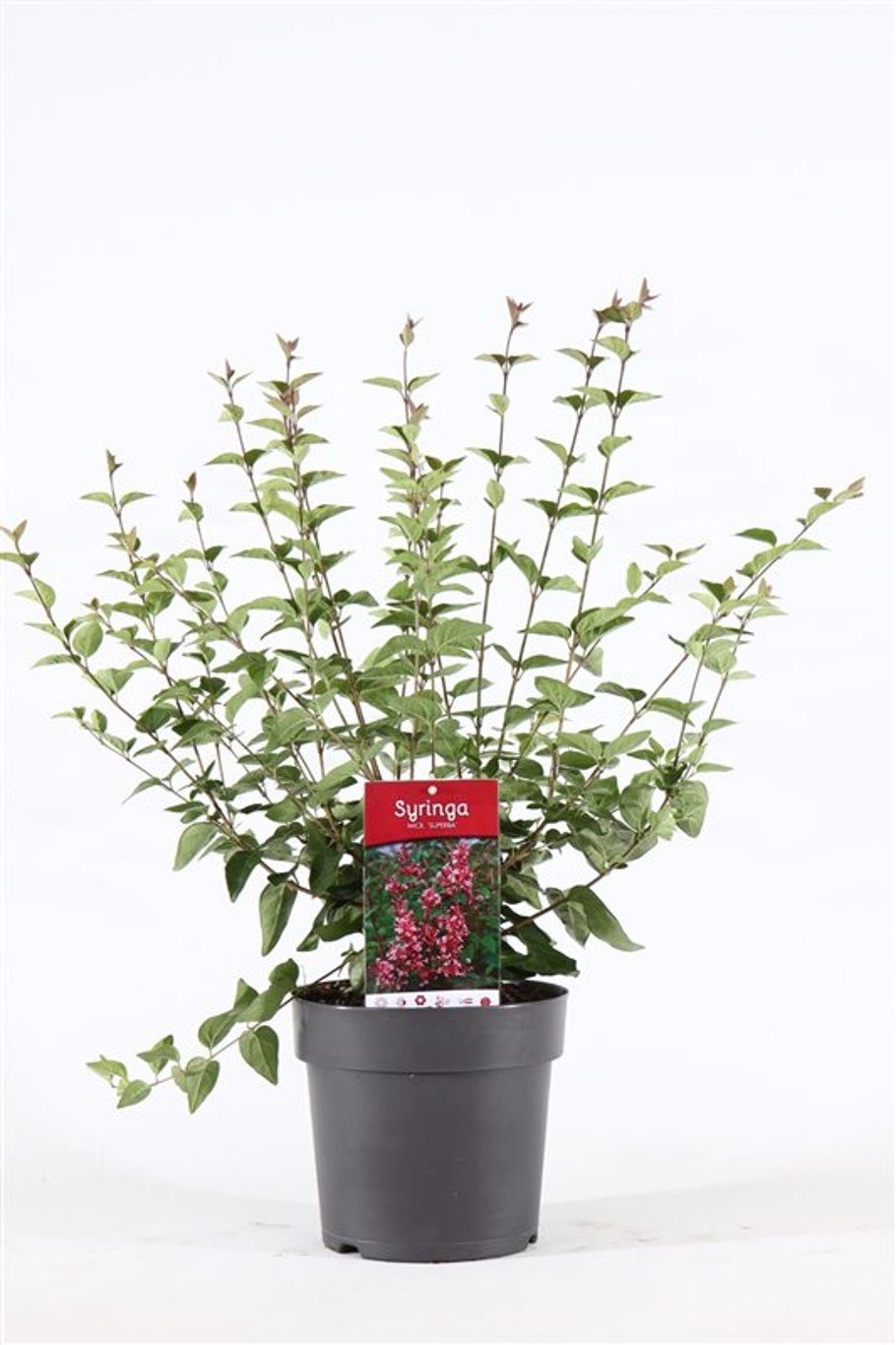 Syringa microphylla 'Superba' - C4,6